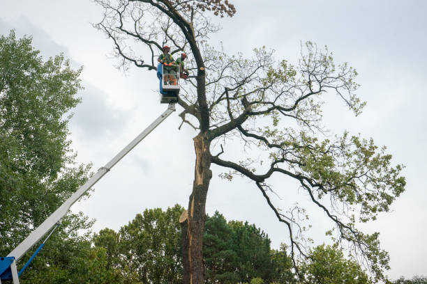 Trusted Pinckney, MI  Tree Services Experts