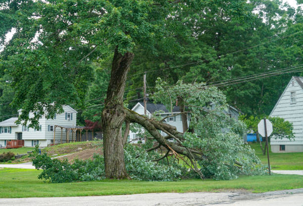  Pinckney, MI Tree Services Pros